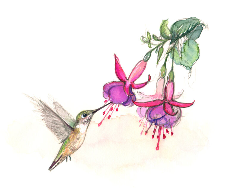 Color Illustrations - RebekahLowell_Hummingbird