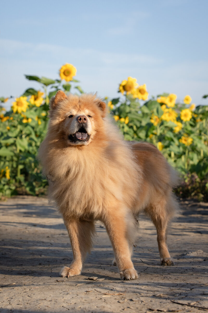 A chow dog standing in the Prayers From Maria sunflower field on a sunny day