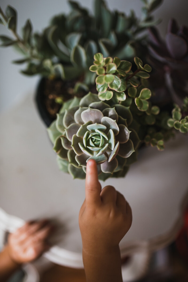 toddler finger touching a succulent