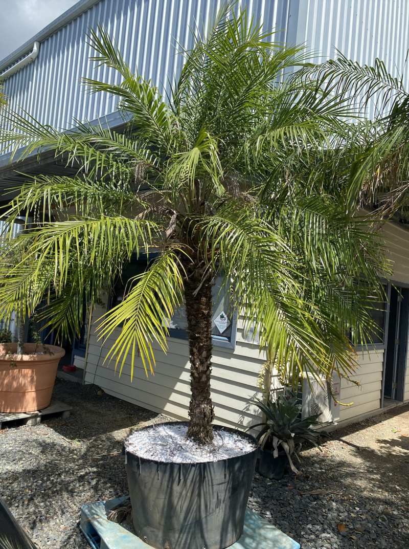 PHOENIX ROBELENII - Pygmy Date Dwarf Palm - Exotic plants and trees sydney - go green nurseries