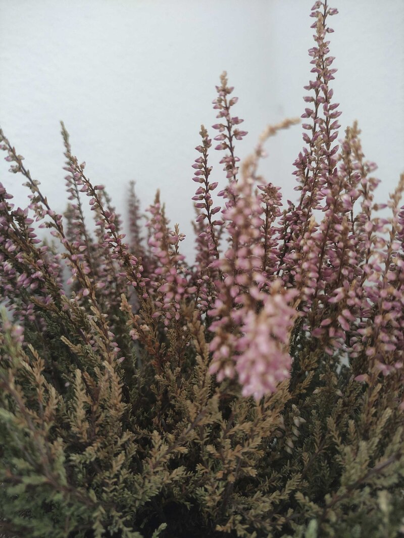 Trauma therapy in Tucson Arizona