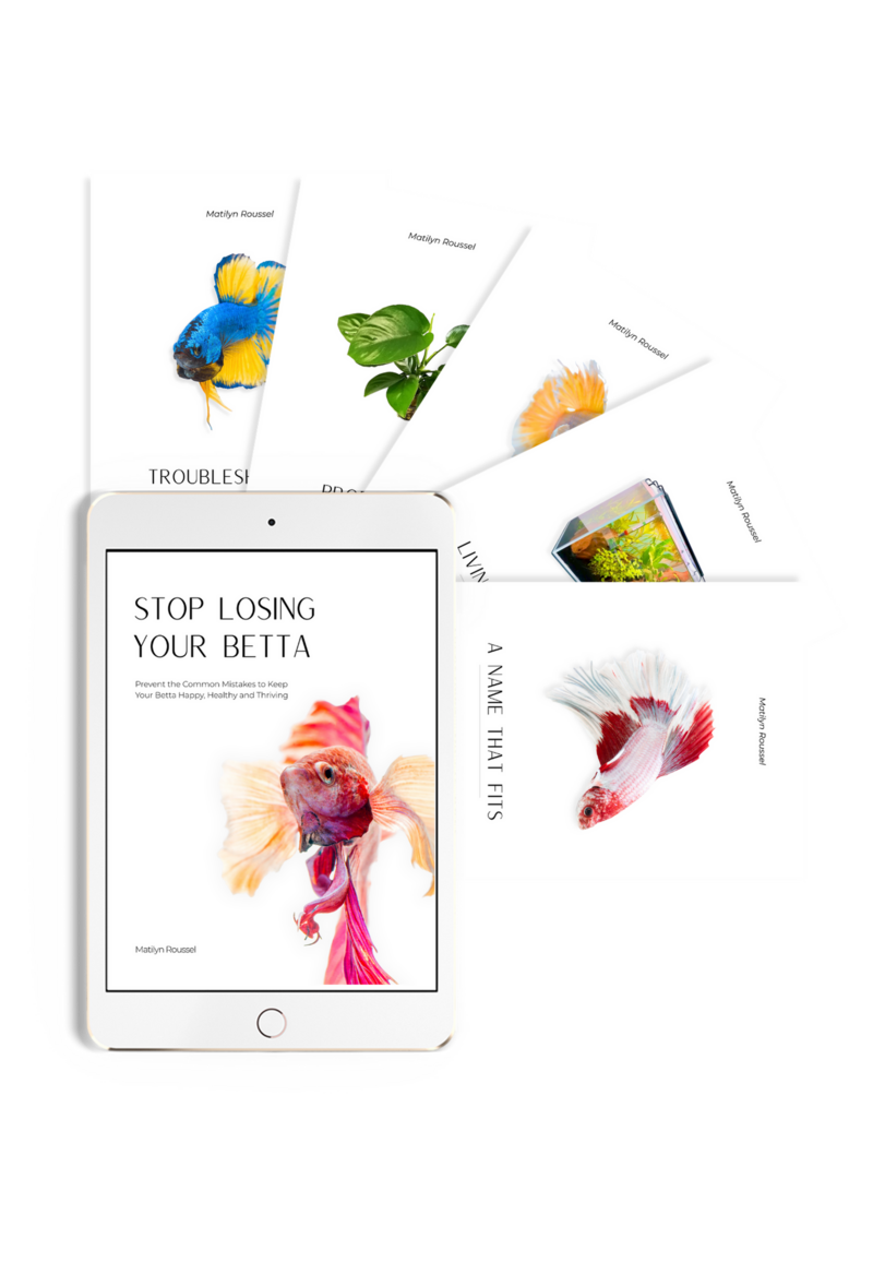 Example of the cover to a paid ebook that shows anyone how to take the best care of their betta