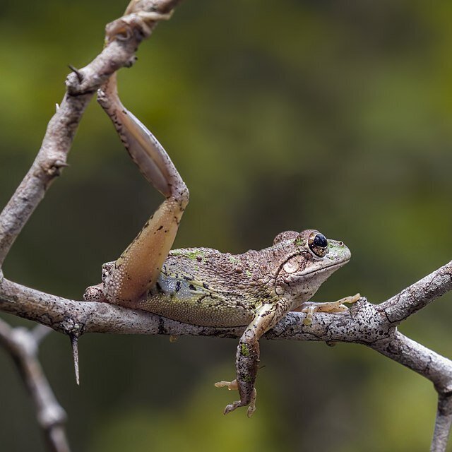 frog4
