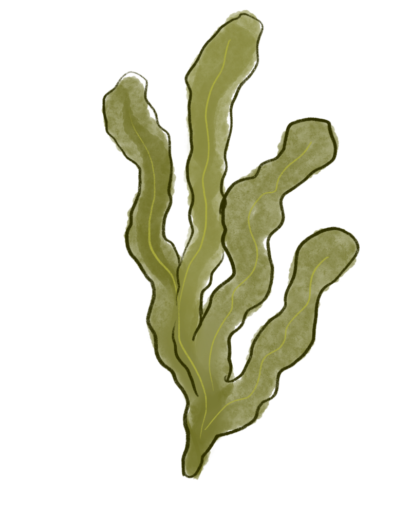 seaweed watercolor image