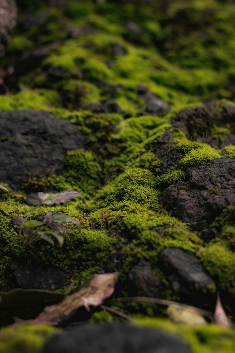 Groene mosbodem in het bos wandelen