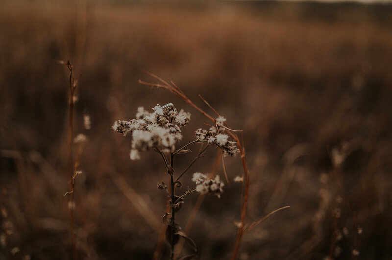 flower in grass field