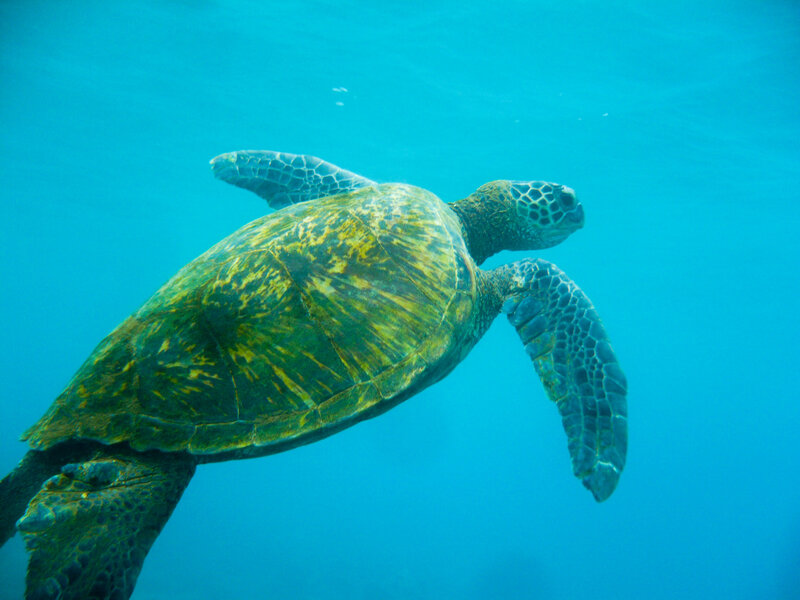 underwater picture of sea turtle