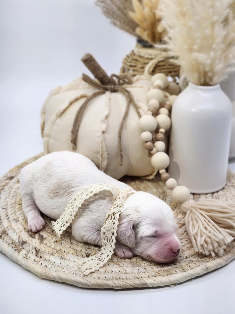 d96f78e8-1267-4253-a9df-c2d7c00179c9