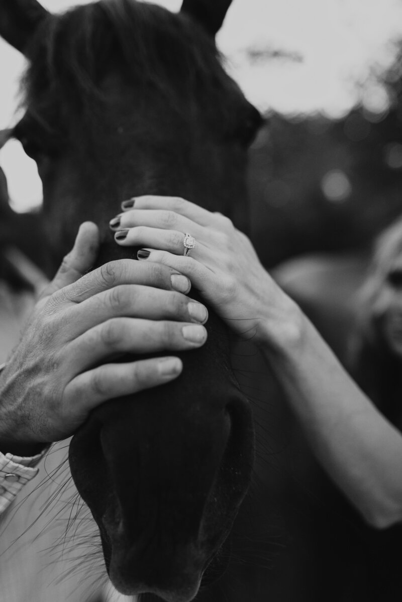 couples hand petting horse