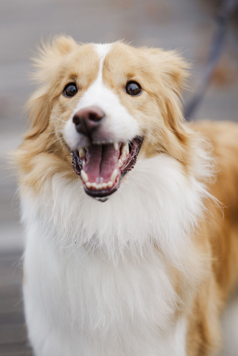 Candid Hudson Valley pet photography in Beacon capturing real expressions and joy