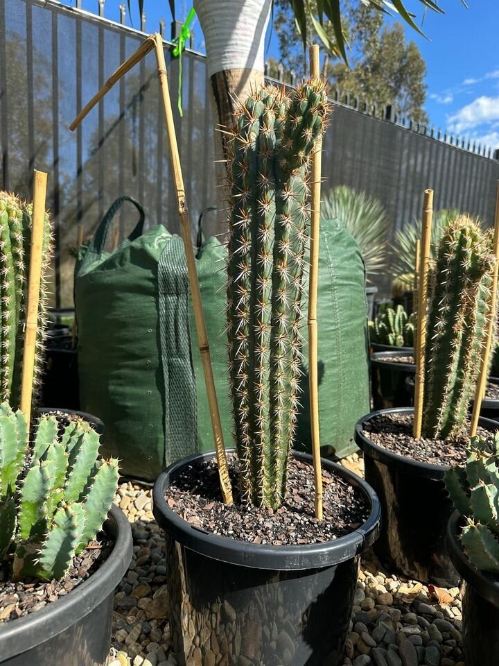 Pilosocereus gounellei | Xique-Xique