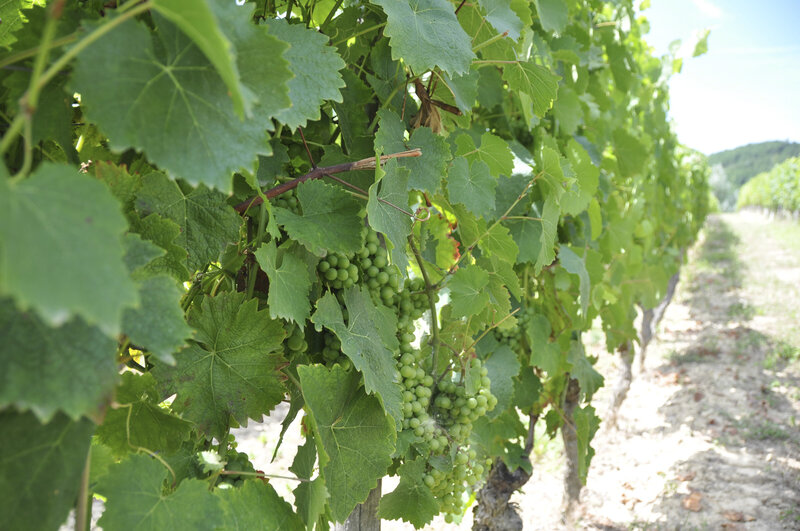 close up of a grape vine