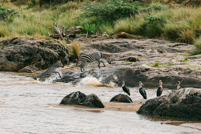 safariedited-398