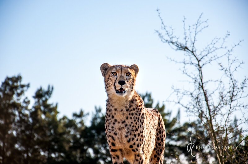 ashia cheetah