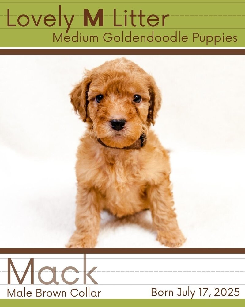 M Litter - Brown Mack Male