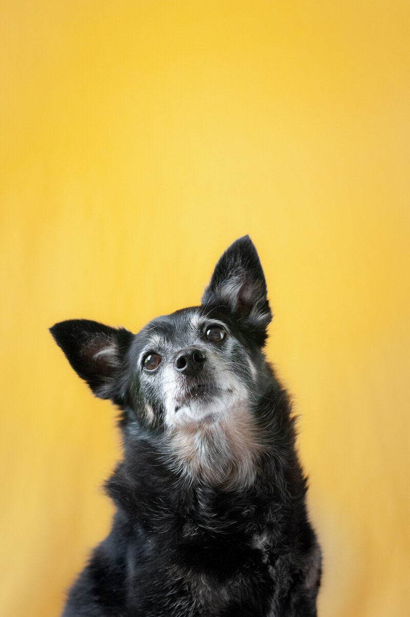 Portrait of a black dog on a yellow background