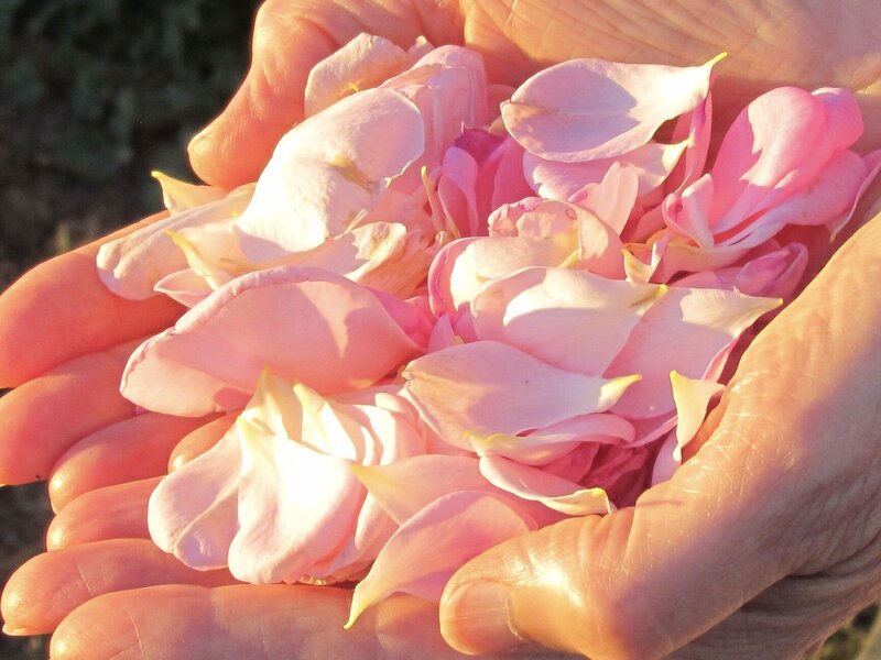 A pair of hands cupped together, filled with sunlit soft pink and gold rose petals