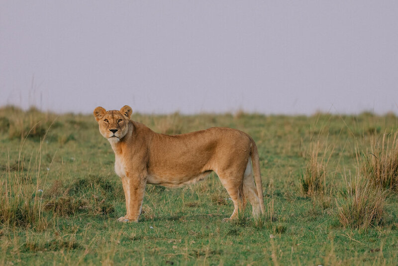 safariedited-521