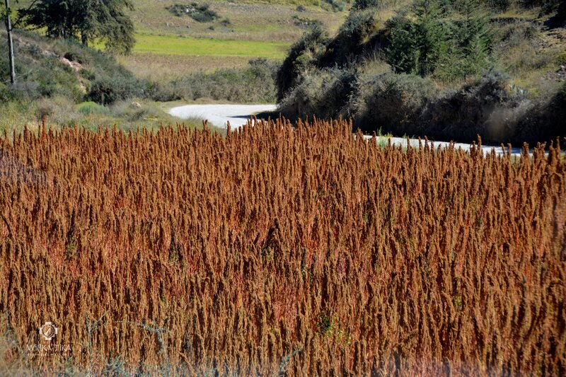 Quinoa field