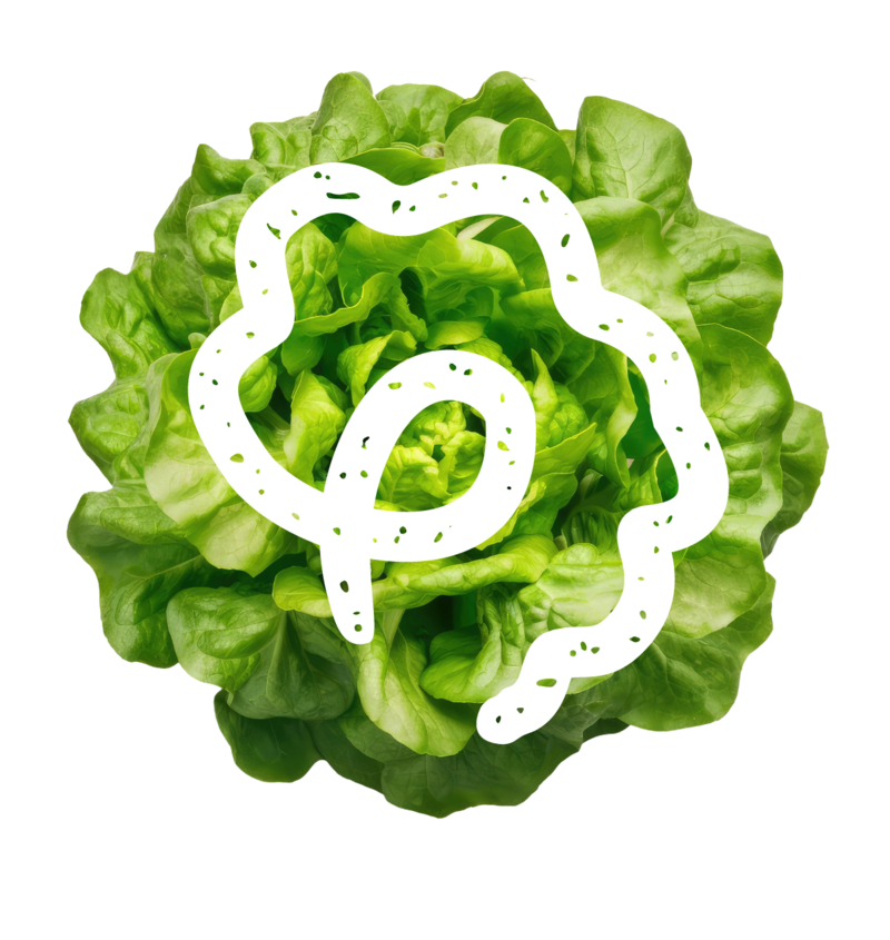 Lettuce logo branding explanation fresh produce