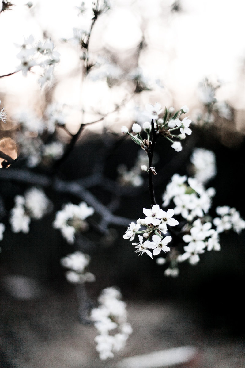 heather-mount-608289-unsplash