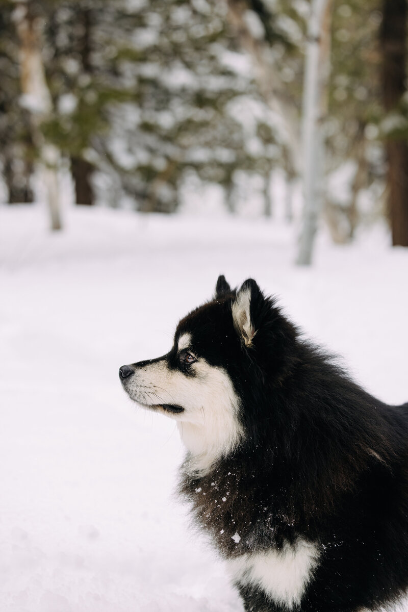 Snow Shoeing00011