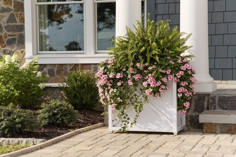 Bright seasonal flowers including orange calibrachoa and purple petunias arranged for garden containers by Better Lawns and Gardens in Little Rock.