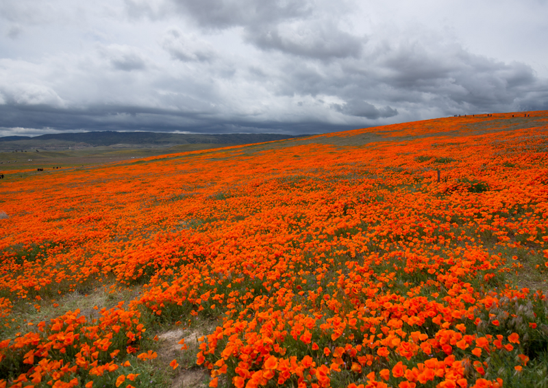 Conservation Easement Rights in Central California