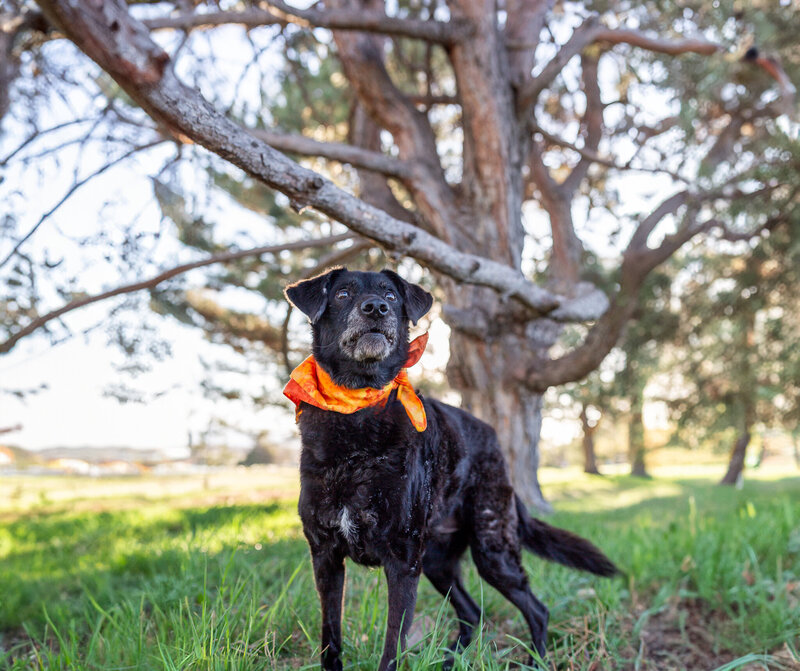 colorado-pet-photographer--9