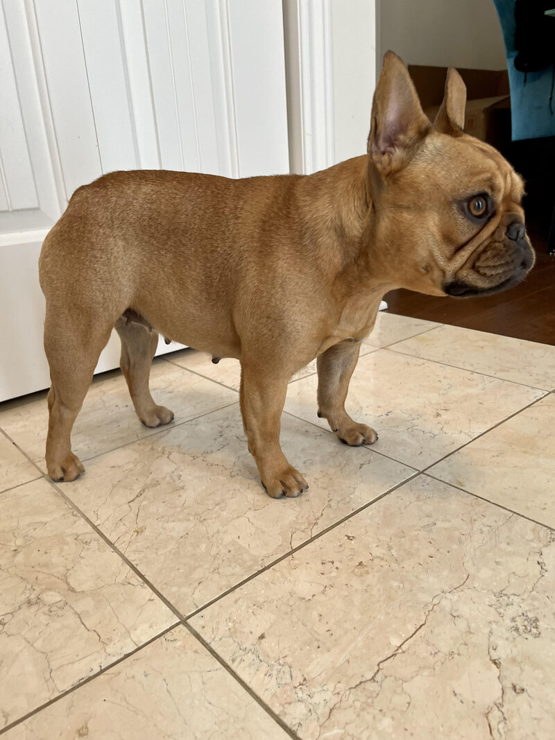 Confident and healthy breeding female French Bulldog from Canada