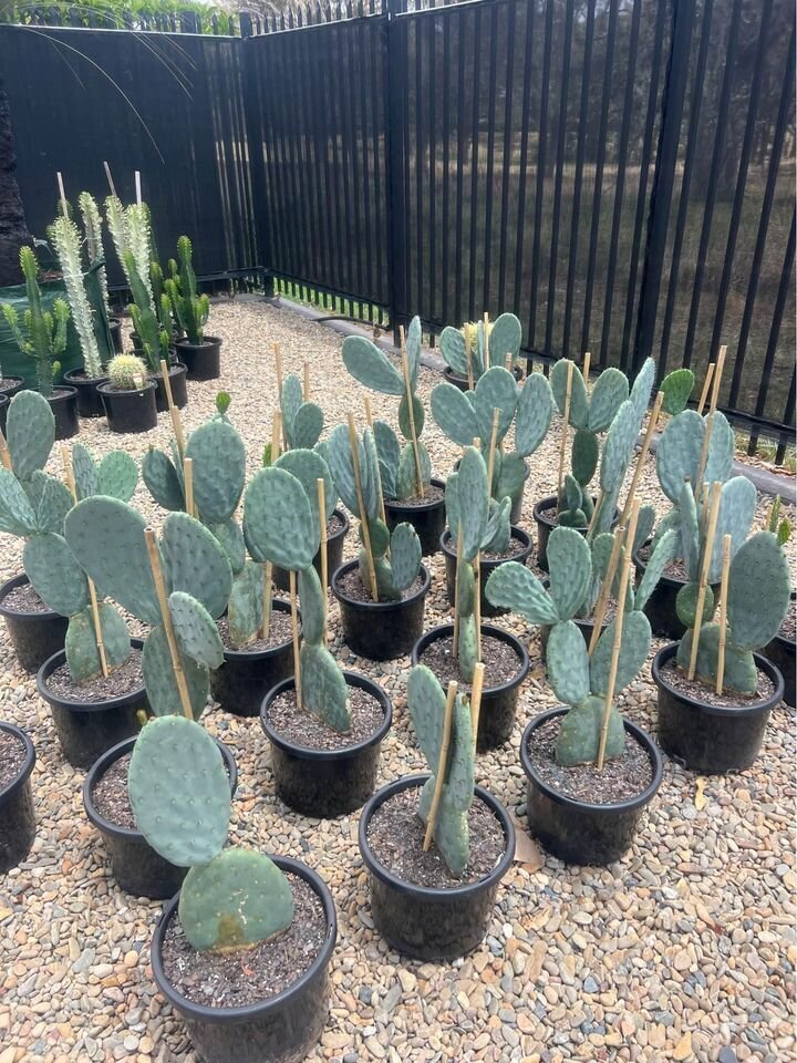 Opuntia Burbank  | Mickey Mouse  Cactus | Spineless