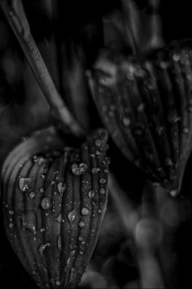 Limited Edition Fine Art Photographic Print Black and White closeup of leaves with raindrops title Teardrop