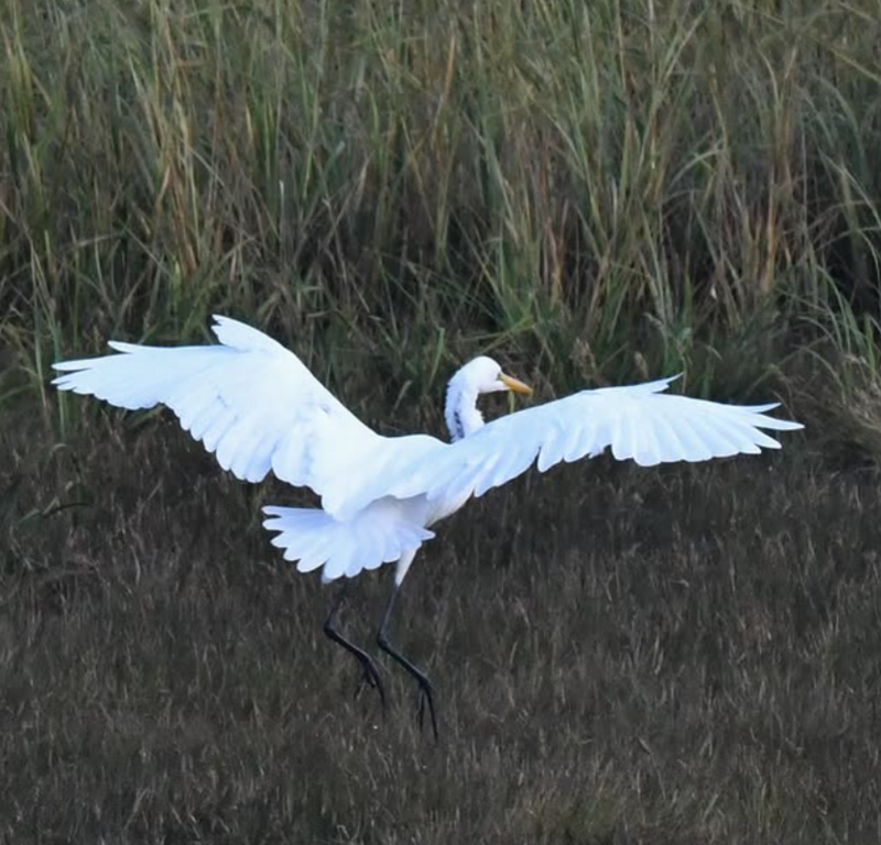 Great Egret Landing