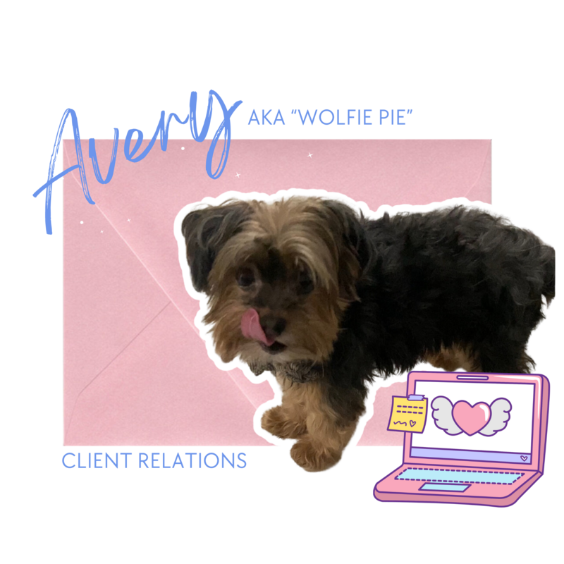 A Yorkie with a computer in front of a pink envelope.