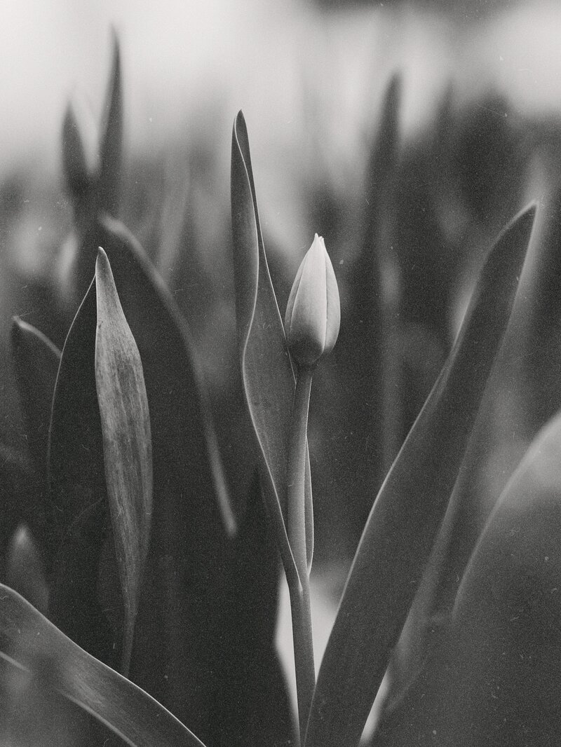 Black and white flower surrounded by leaves