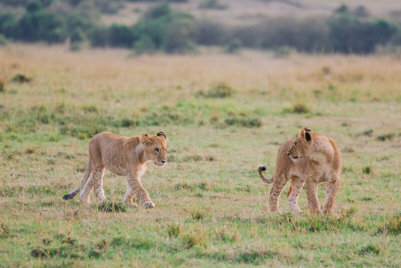 safariedited-505