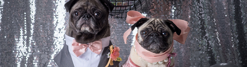 pug bridesmaid dress Mulberry Silk Bow-Tie Shirt – House of Furry main image 1