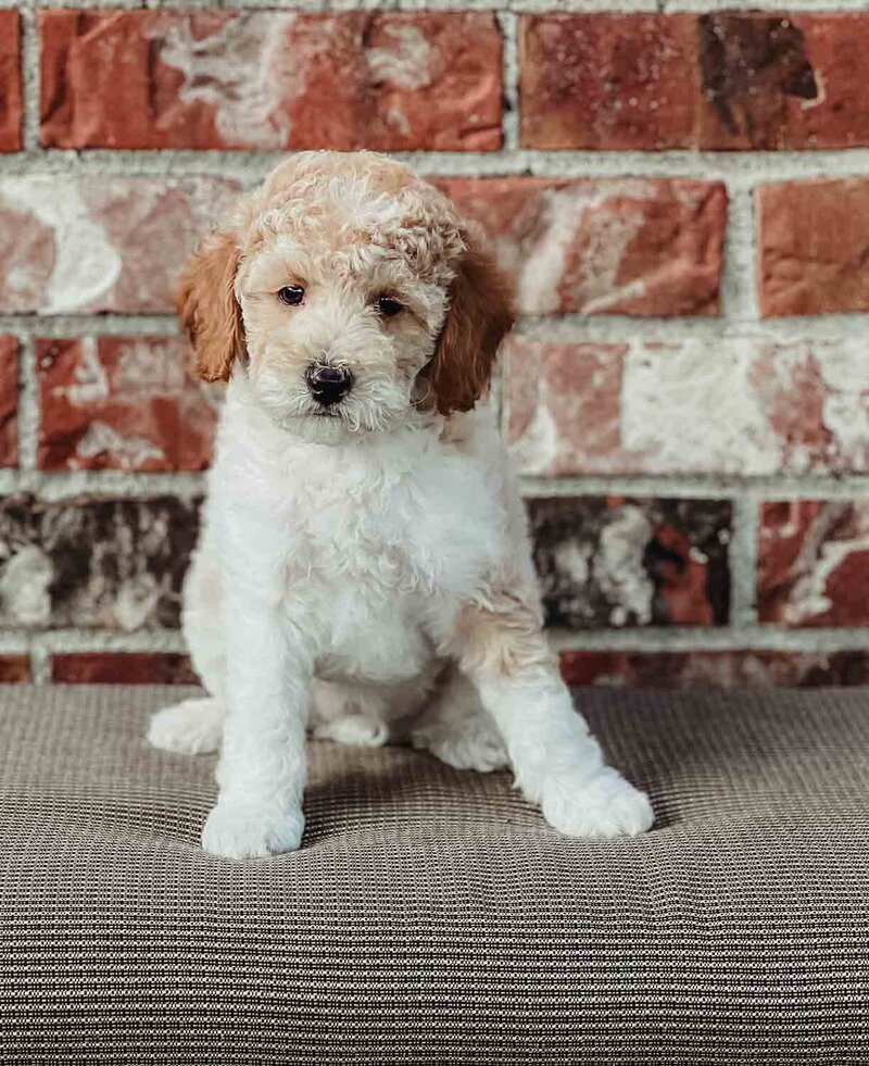 Salish Sea Miniature Poodles--50