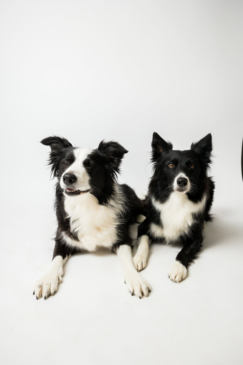 two border collies lay side by side for pet portraits in Sacramento studio