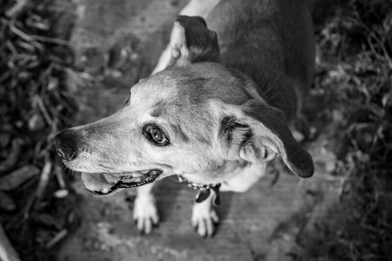 Julio-endoflife-petphotography-rescuedog-Ajijic-2024-2-1