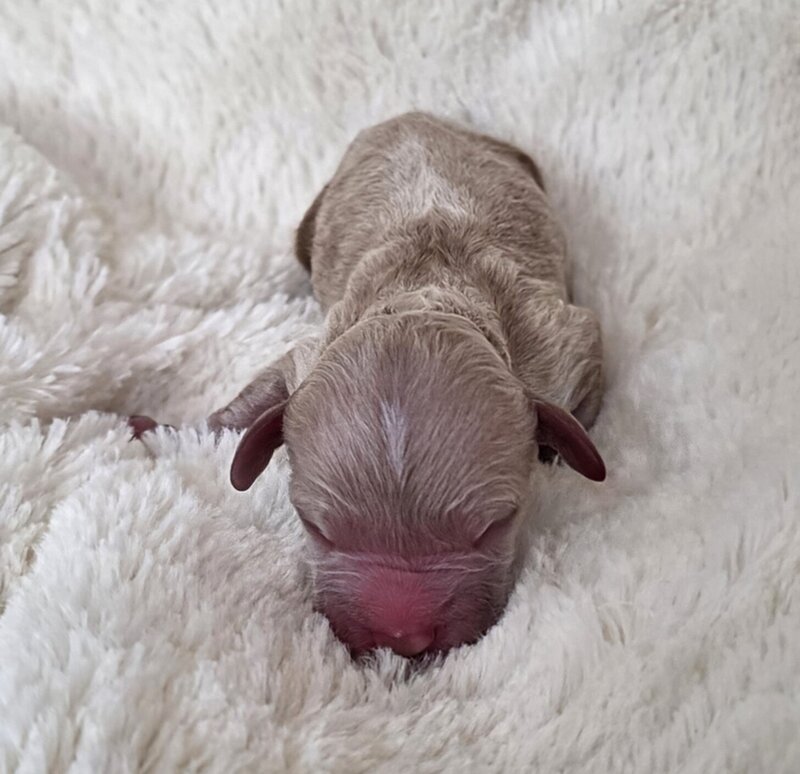 red female cavapoo dog