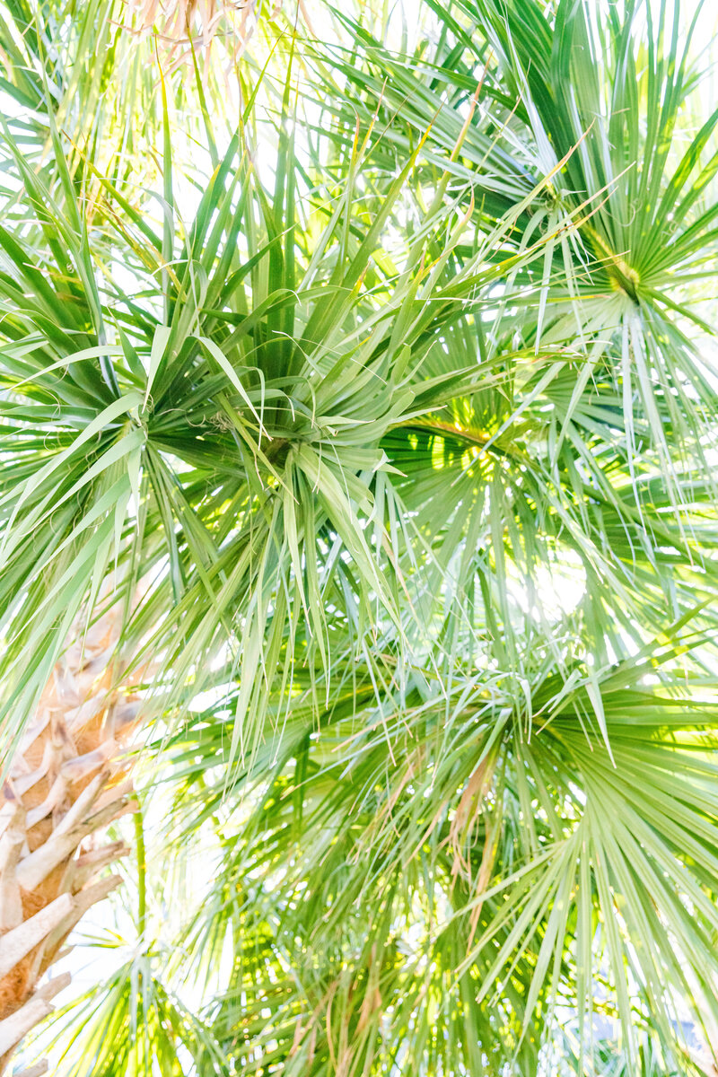 Dana Cubbage Weddings Photography Engagement Photographer Charleston South Carolina Luxury High End Destination Travel Bright Colorful Light Airy Chicago New York Los Angeles Weddings Photo2