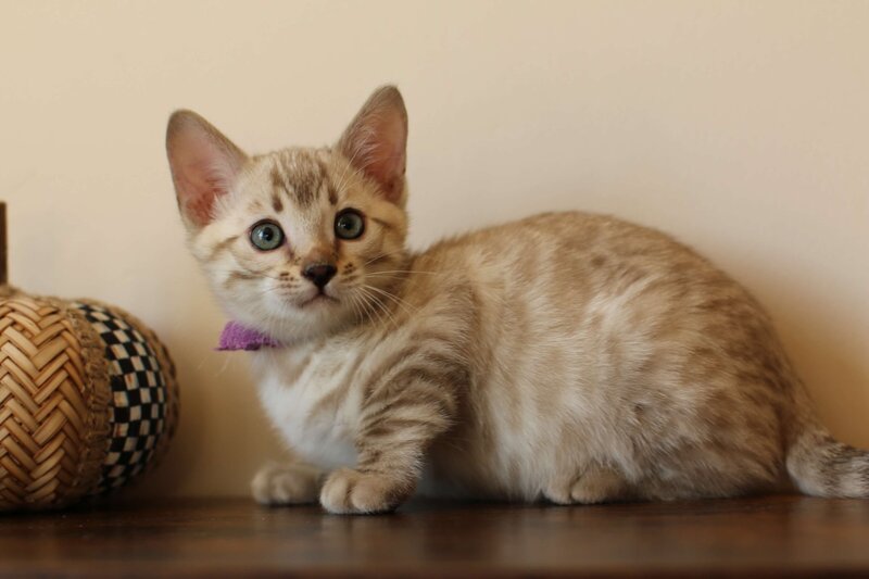 Sienna x Benny_Purple_4