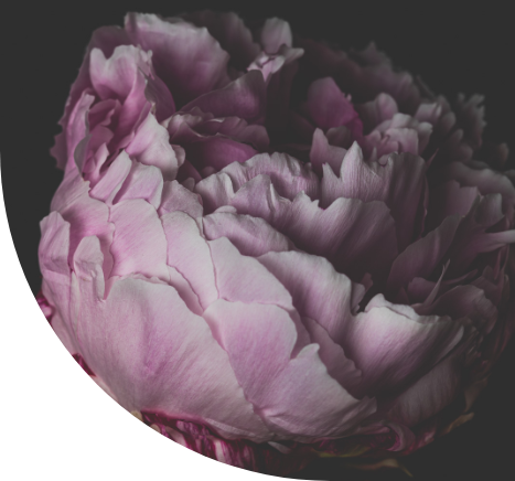 pink peony in studio with dark background