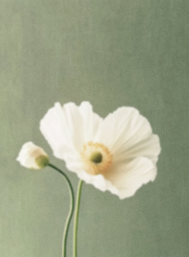 Grainy Floral Image