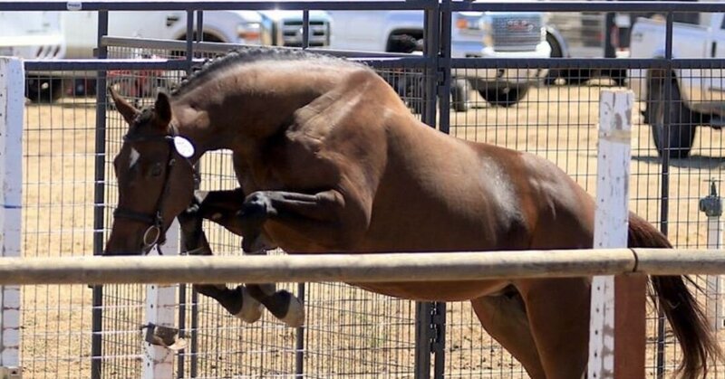 Tina Sparkle In foal to Connemara Stallion R Blue Mooon