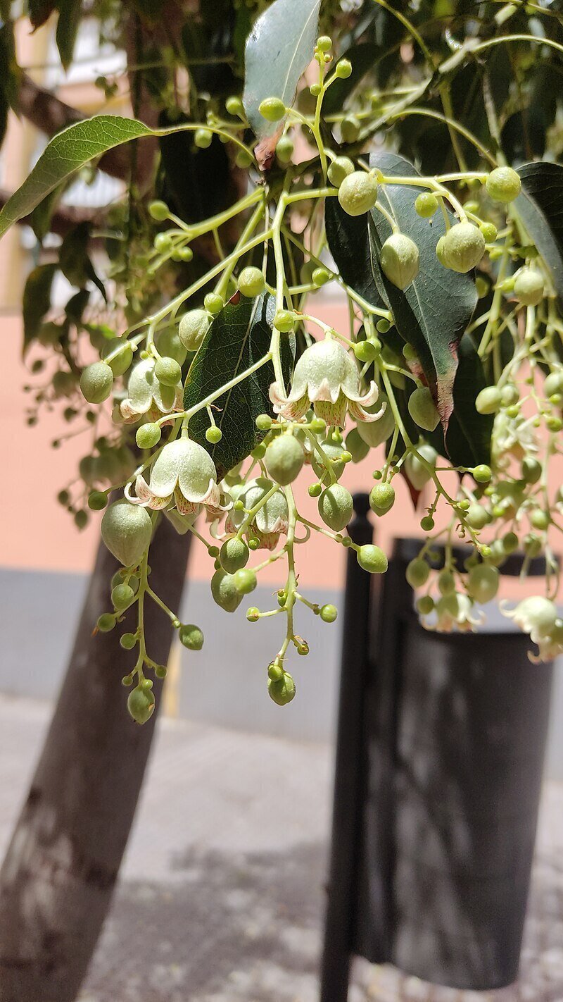 Kurrajong Tree | Brachychiton Populneus | Australian Native Trees Sydney