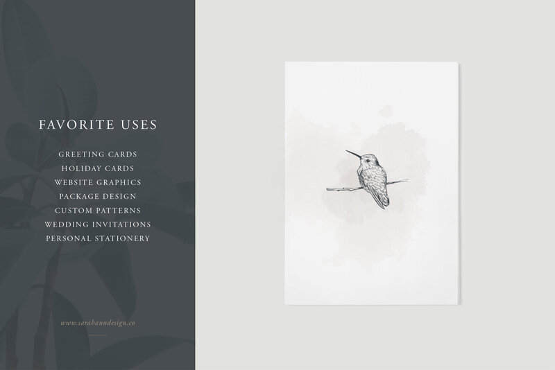 Bird_Illustrations_-_Hand-Drawn_Vectors_-_Sarah_Ann_Design6