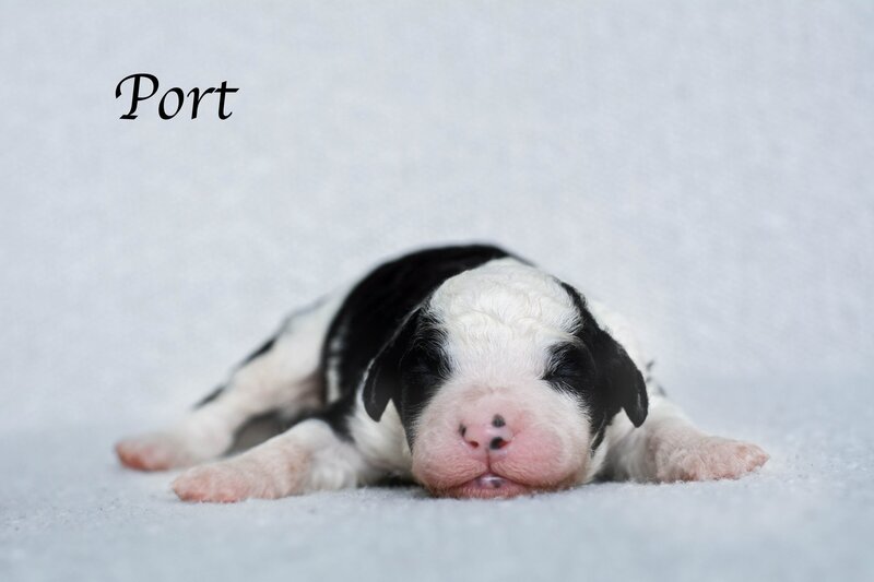 Available Mini and micro Sheepadoodle Puppies