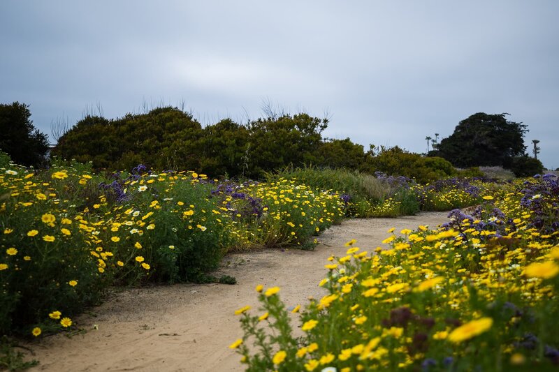 Wildflowers along path at Cape Rey Carlsbad Beach wedding venue in San Diego.